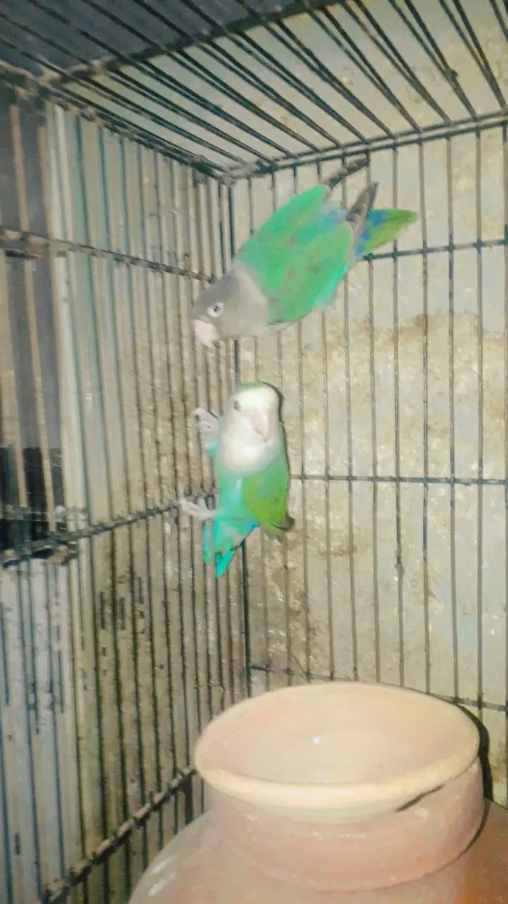 sell cage 4 parts and parrots withbox — photo 11