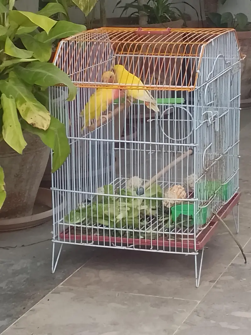 urjed sell kerny ha 2femae ak male — photo 2