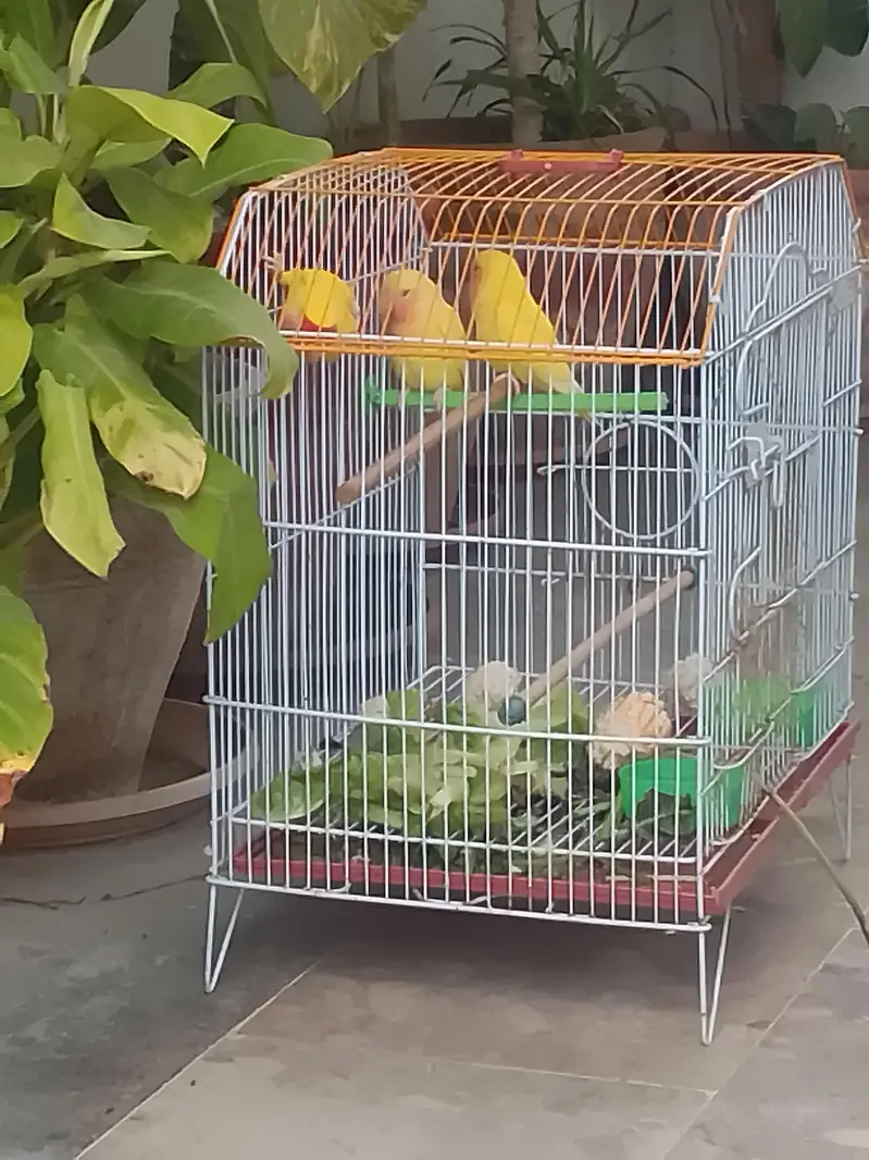 urjed sell kerny ha 2femae ak male — photo 3