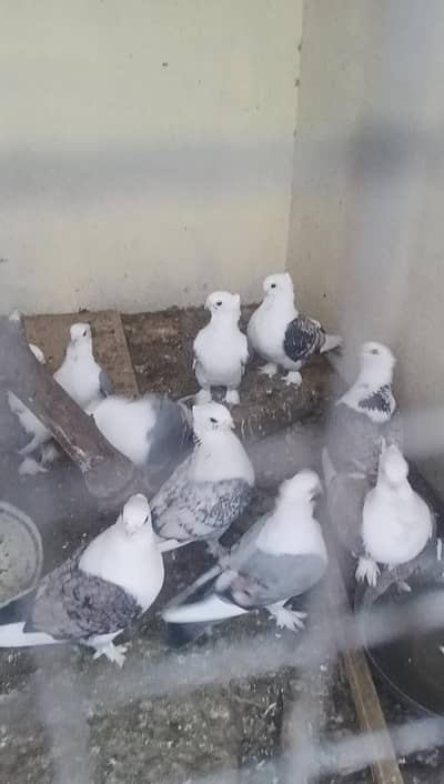 Beautiful top quality bird bareedr pair for sale
