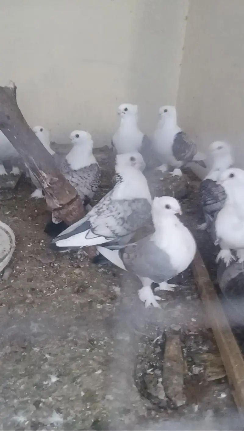 Beautiful top quality bird bareedr pair for sale — photo 2