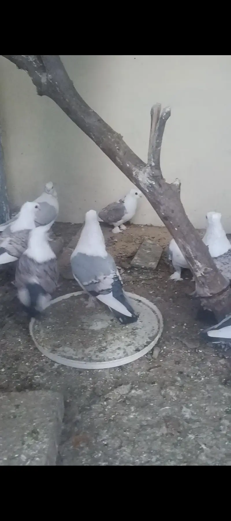 Beautiful top quality bird bareedr pair for sale — photo 3