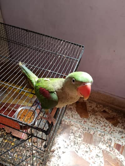 Healthy Green Parrot for Sale