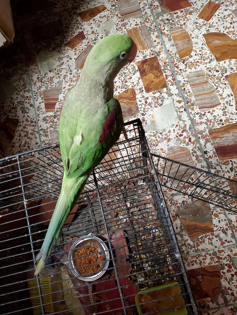 Healthy Green Parrot for Sale — photo 2