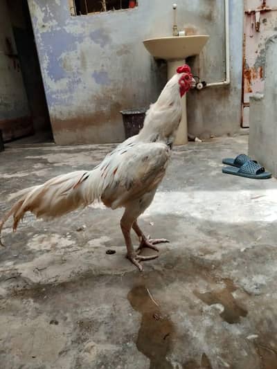 Aseel Heera Pair For Sale