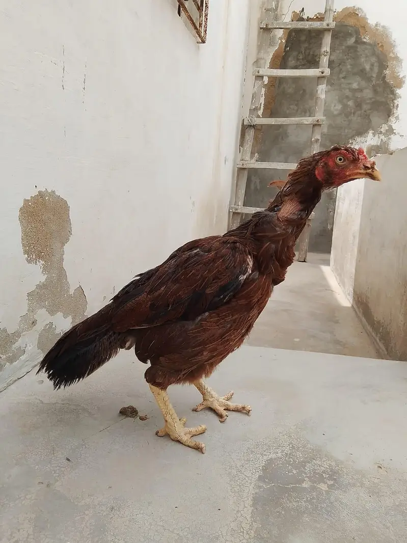 Aseel Heera Pair For Sale — photo 2