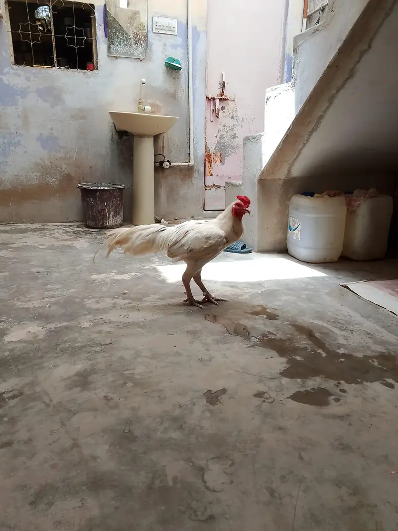Aseel Heera Pair For Sale — photo 3