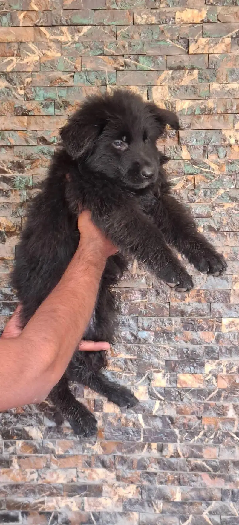 German Shepherd | GSD Puppies | Long Coat — photo 2
