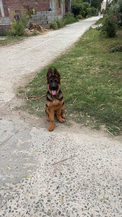 Male German shepherd for Sale