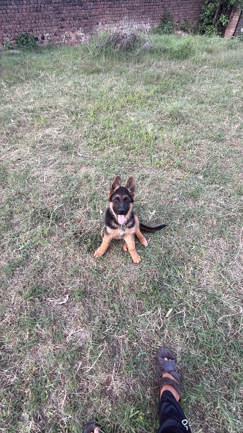 Male German shepherd for Sale — photo 2