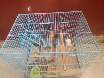 love birds