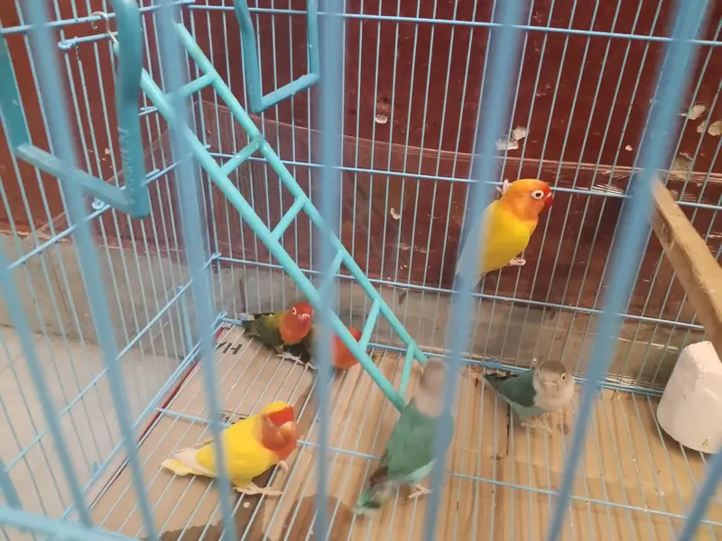 love birds — photo 2