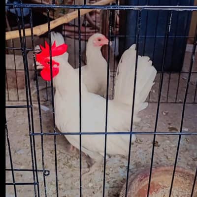 White Tail Japanese Bantam Pair kurak wali