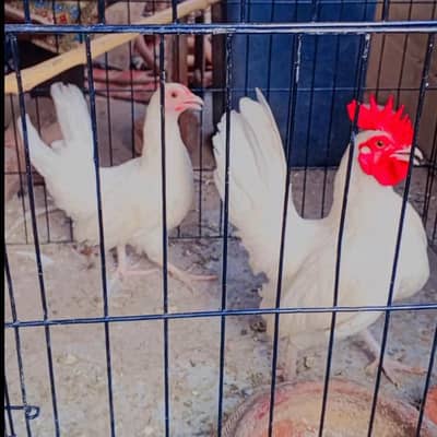 White Japanese Bantam Pair