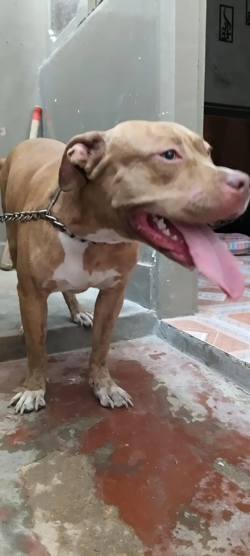 Pure American Pitbull breed — photo 2