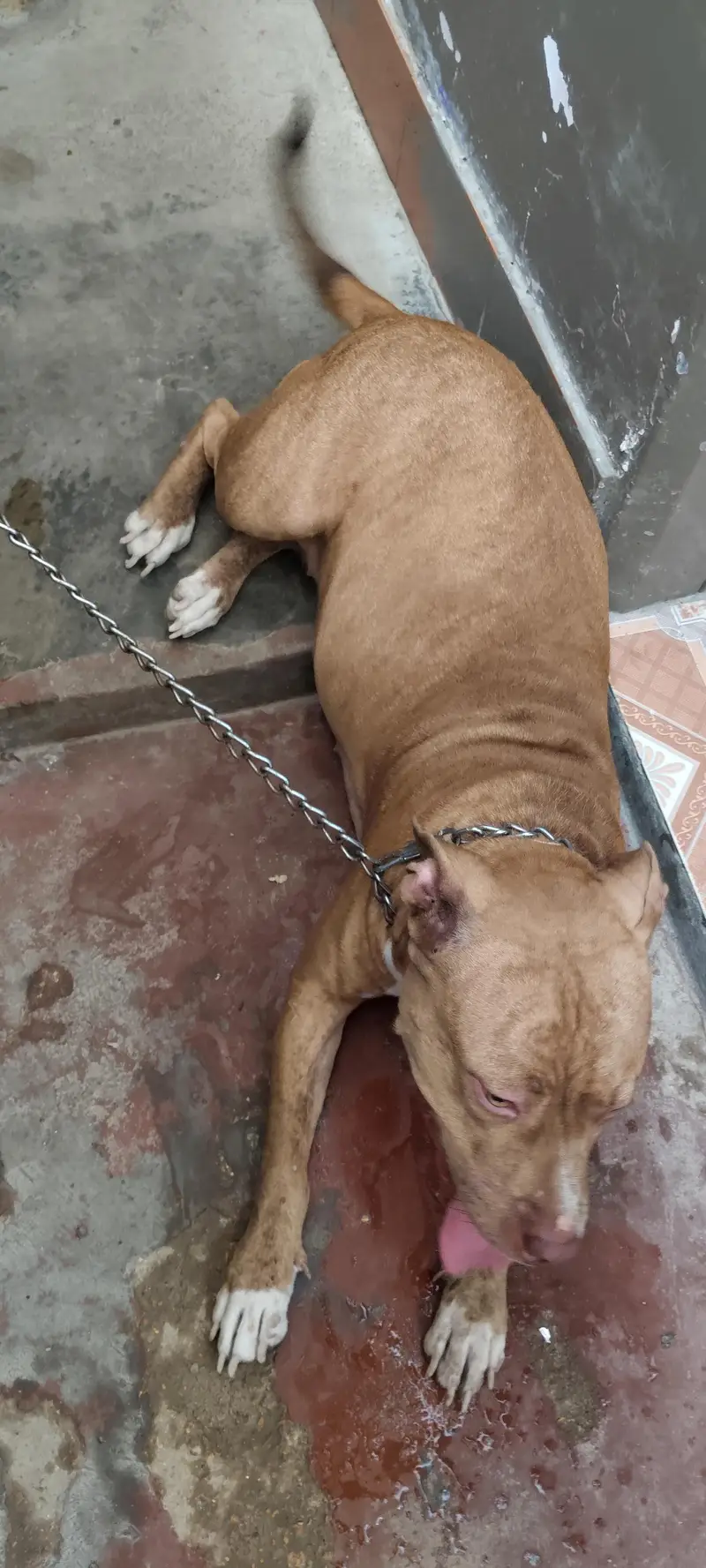 Pure American Pitbull breed — photo 5