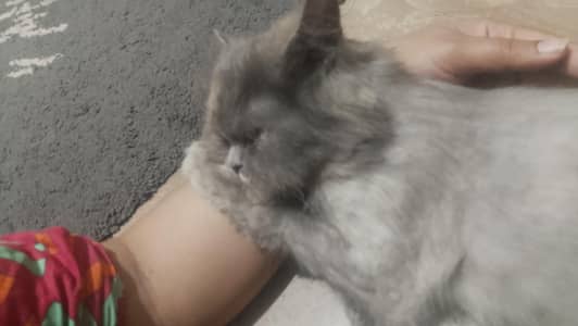 need a male cat urgent