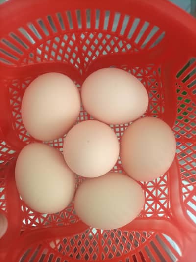 egg mil jay ga 150 rupa fee egg  ha pever peshori egg han