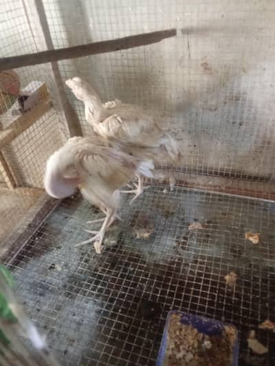 white  murghy for sale .