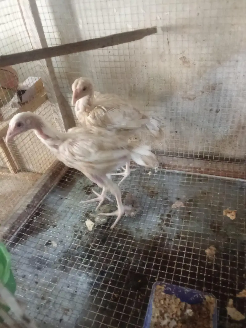 white  murghy for sale . — photo 2
