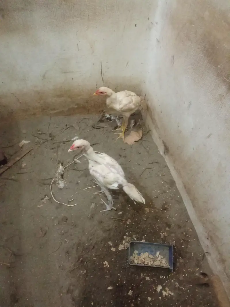 white  murghy for sale . — photo 3