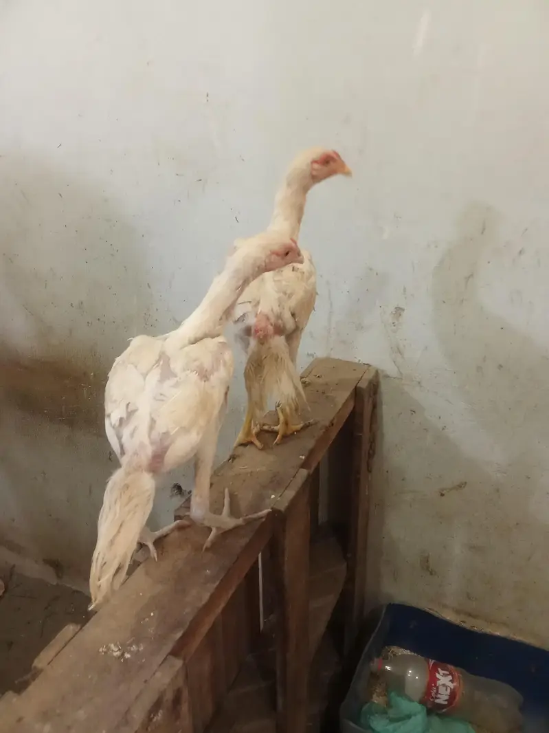 white  murghy for sale . — photo 4