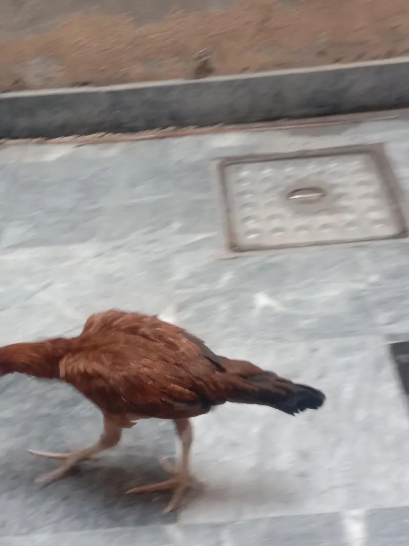 aseel pathi for sale 03224186572 — photo 2