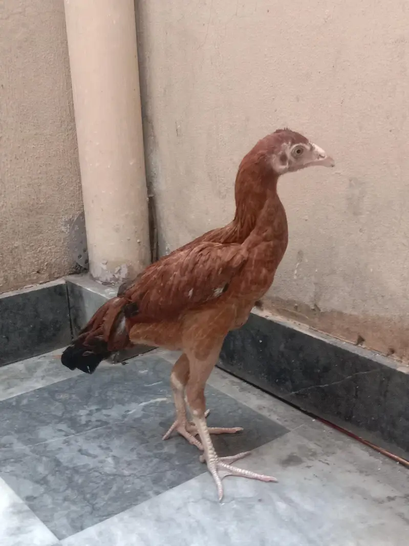 aseel pathi for sale 03224186572 — photo 3