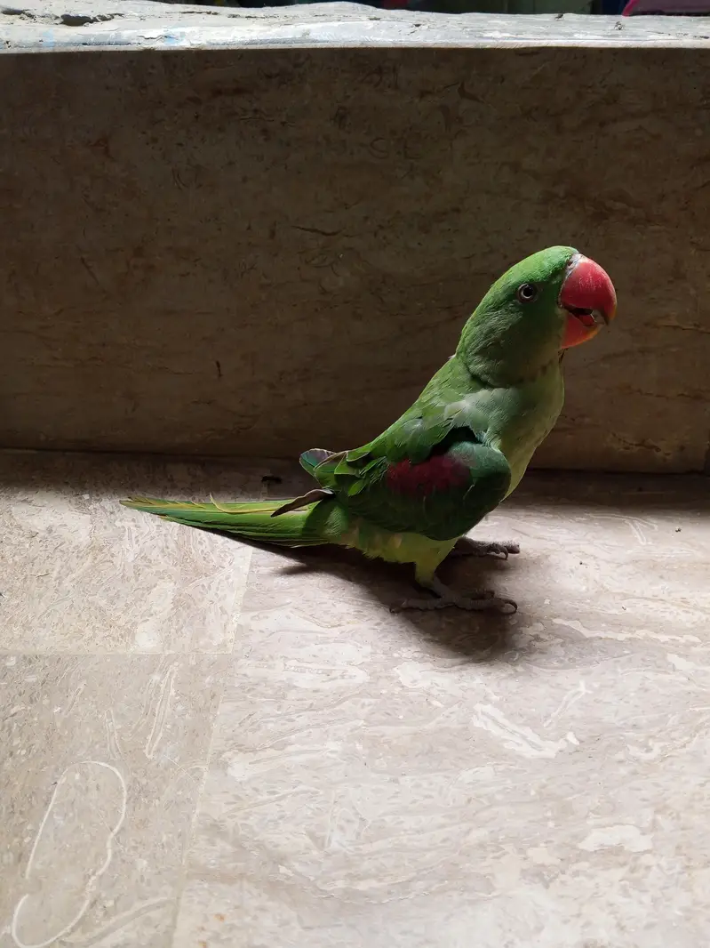 KASHMIRI RAW PARROT, HANDTAM+TOKING — photo 2