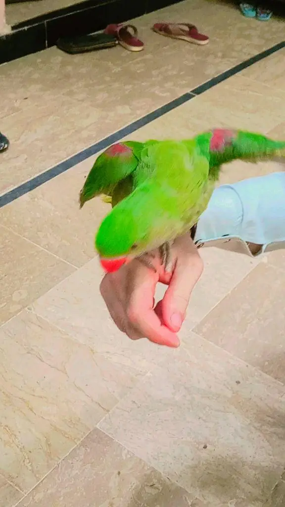 KASHMIRI RAW PARROT, HANDTAM+TOKING — photo 3
