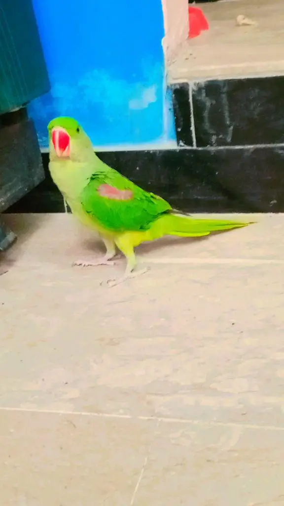 KASHMIRI RAW PARROT, HANDTAM+TOKING — photo 4
