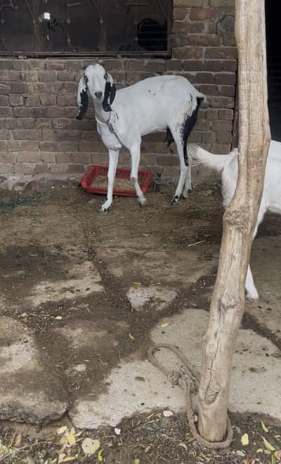 Bakri or us ka sat pet ha