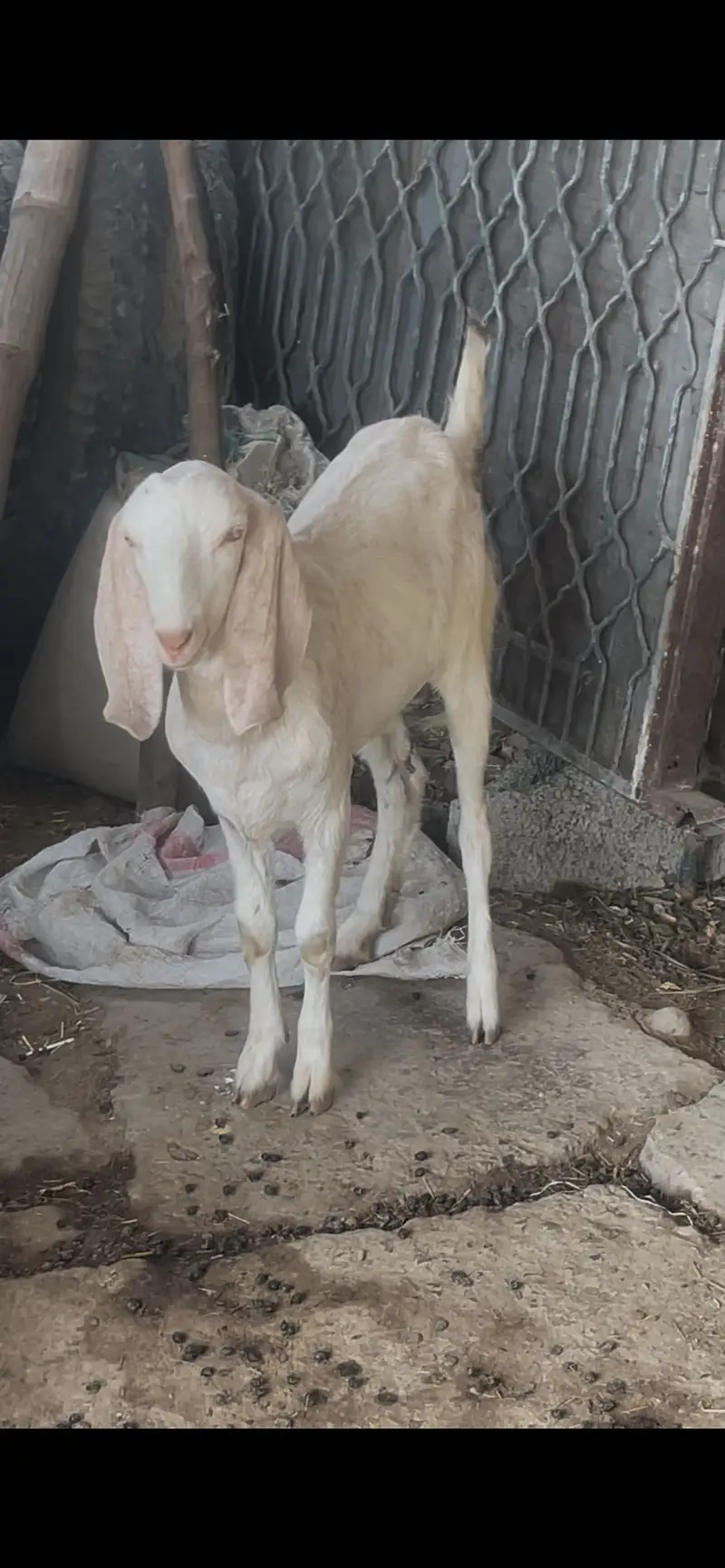 Bakri or us ka sat pet ha — photo 2