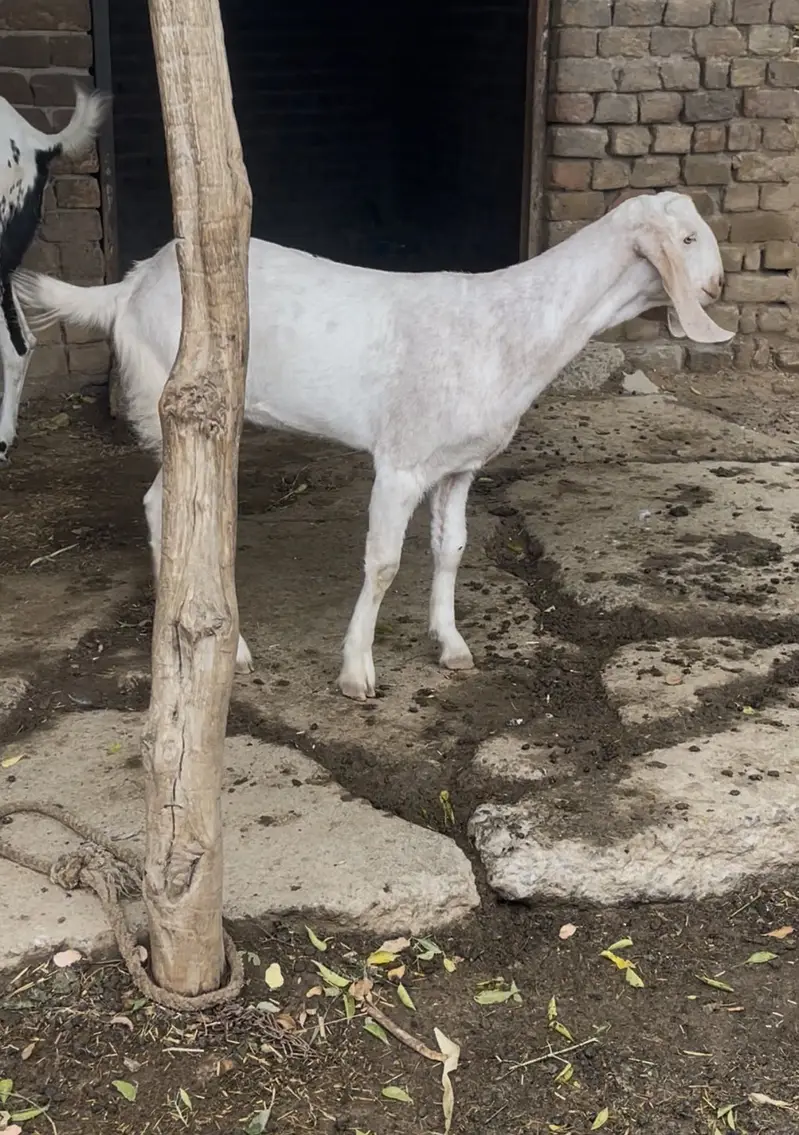 Bakri or us ka sat pet ha — photo 4