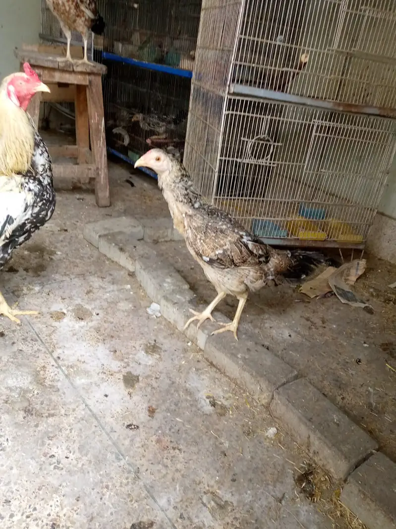 aseel hens — photo 2