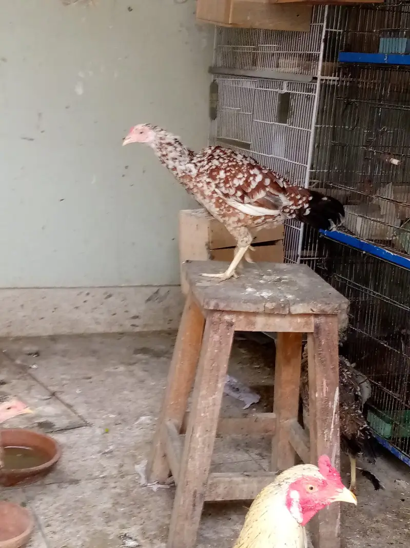 aseel hens — photo 3