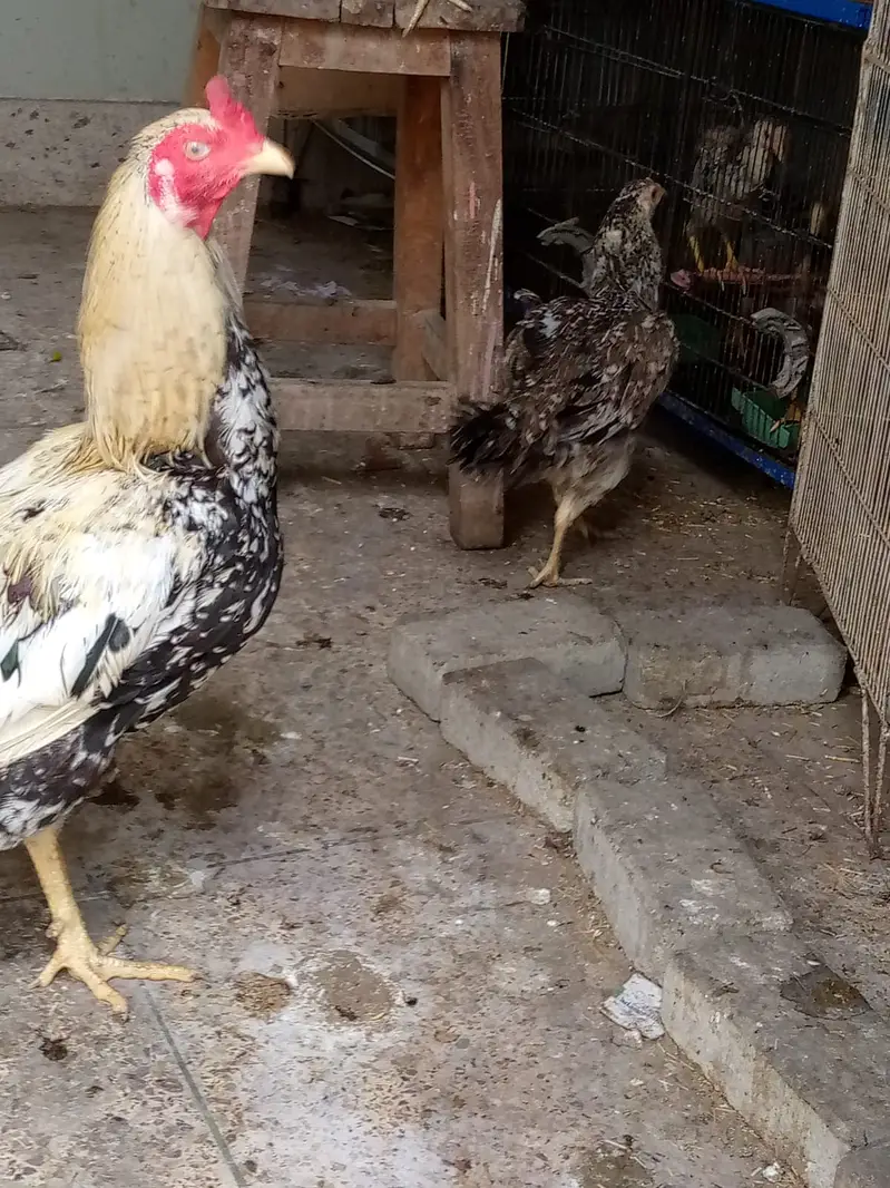 aseel hens — photo 4