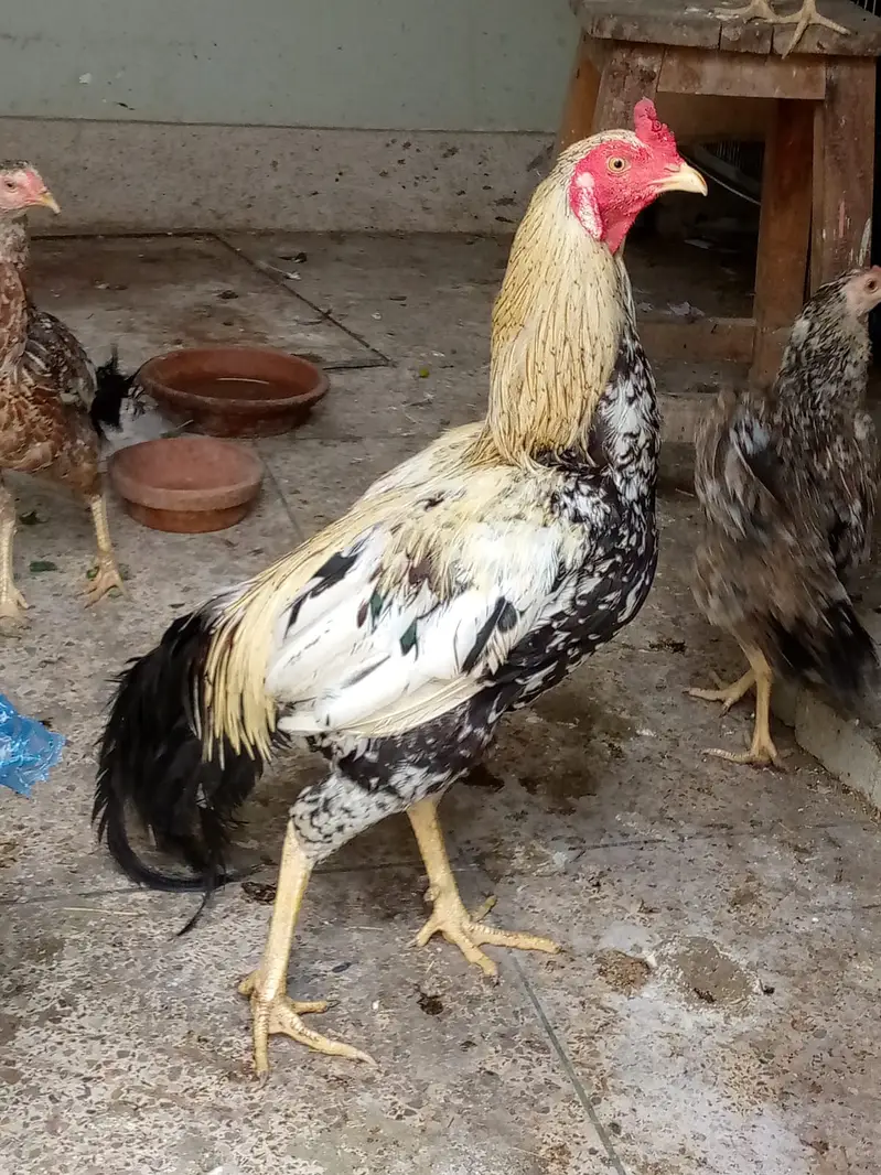 aseel hens — photo 5