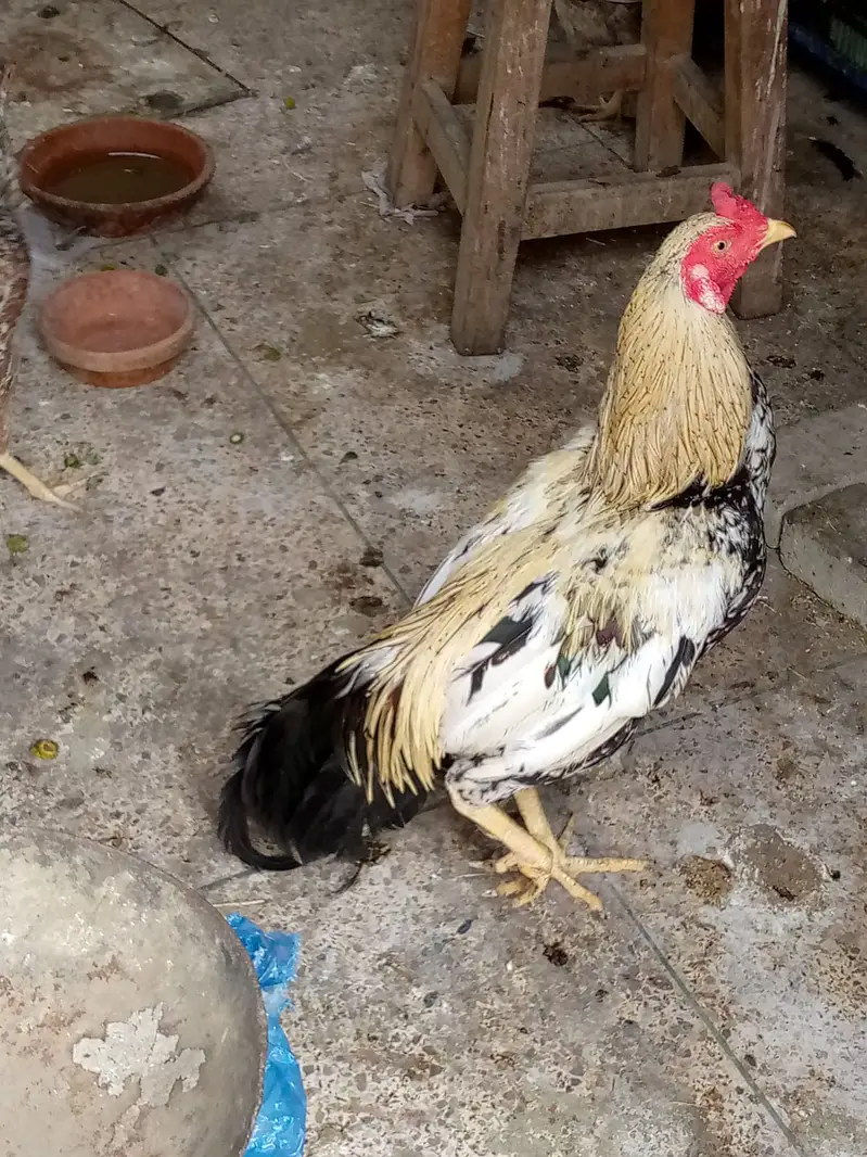 aseel hens — photo 6