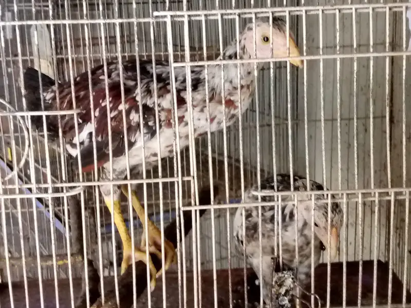 aseel hens — photo 7