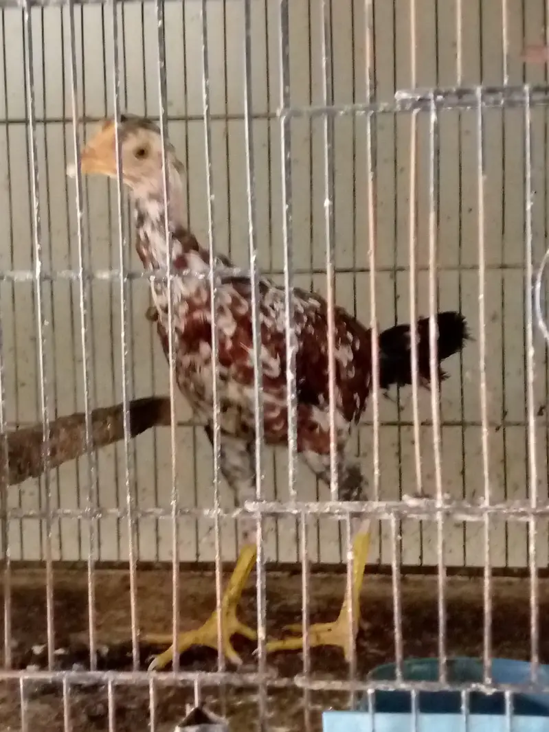 aseel hens — photo 8
