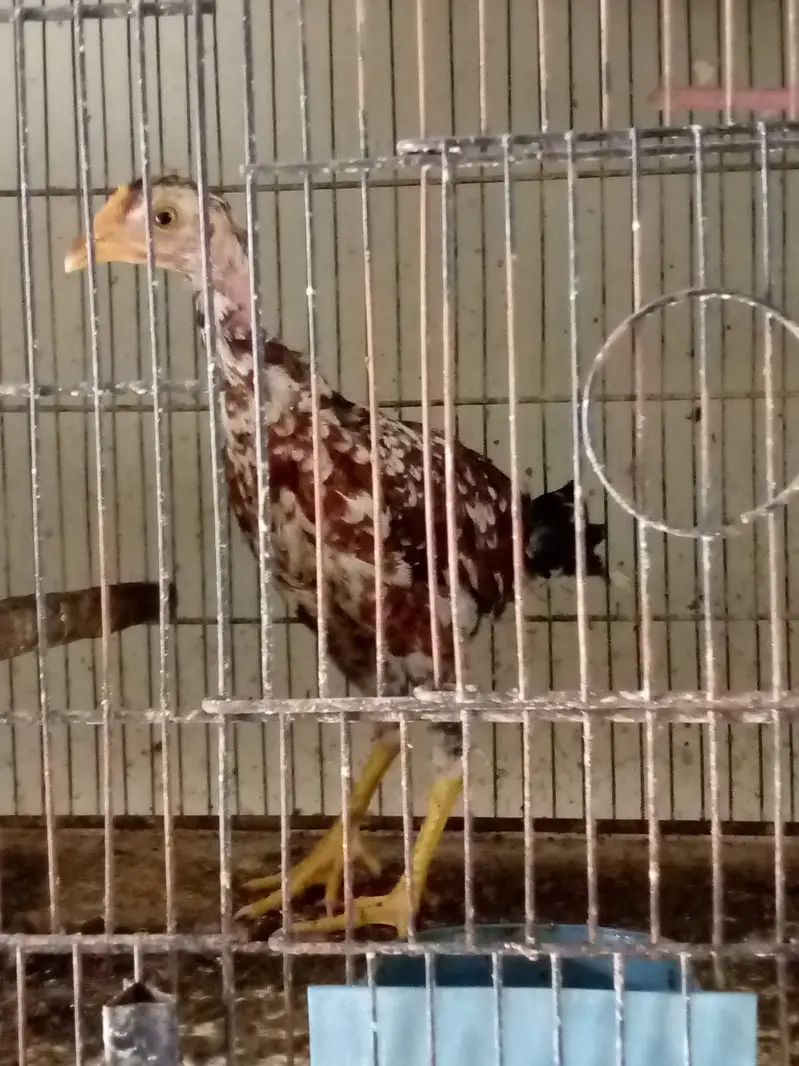 aseel hens — photo 9