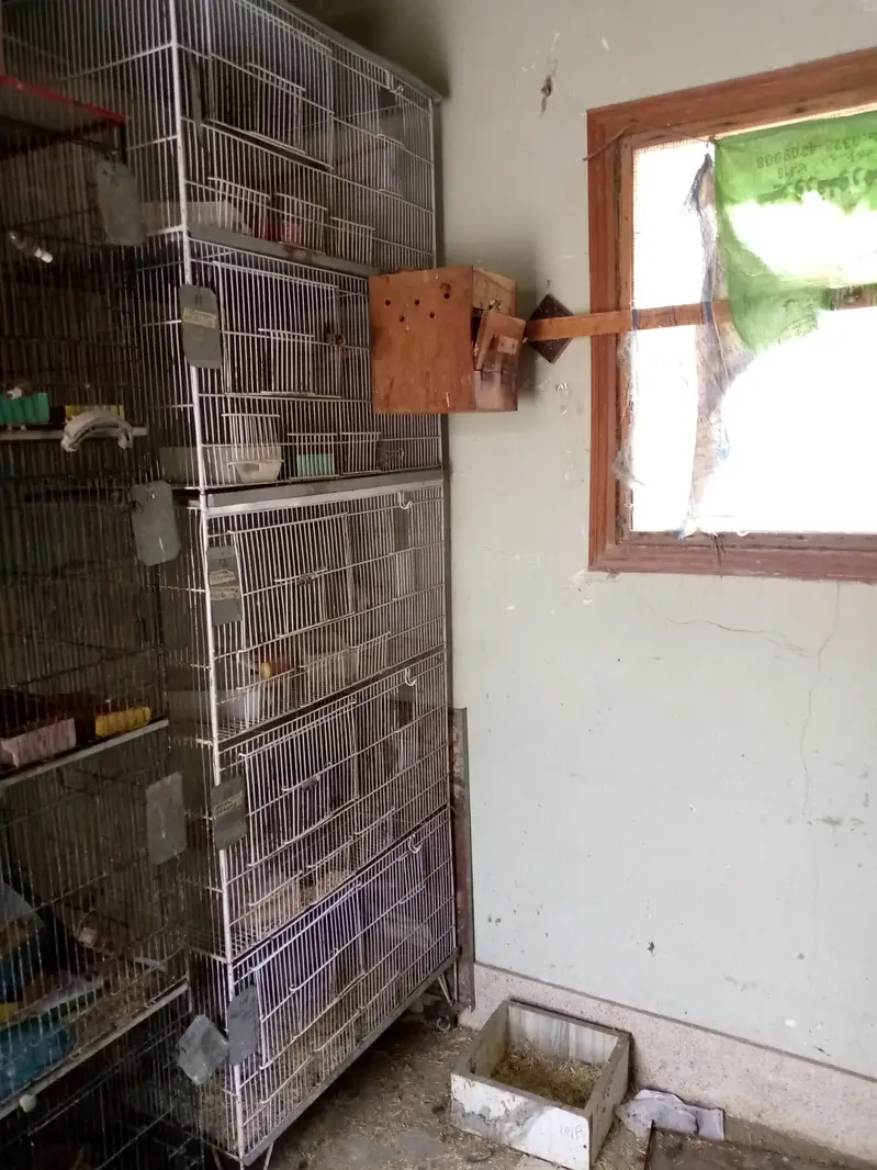 aseel hens — photo 10