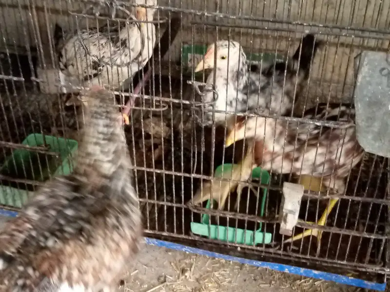 aseel hens — photo 11