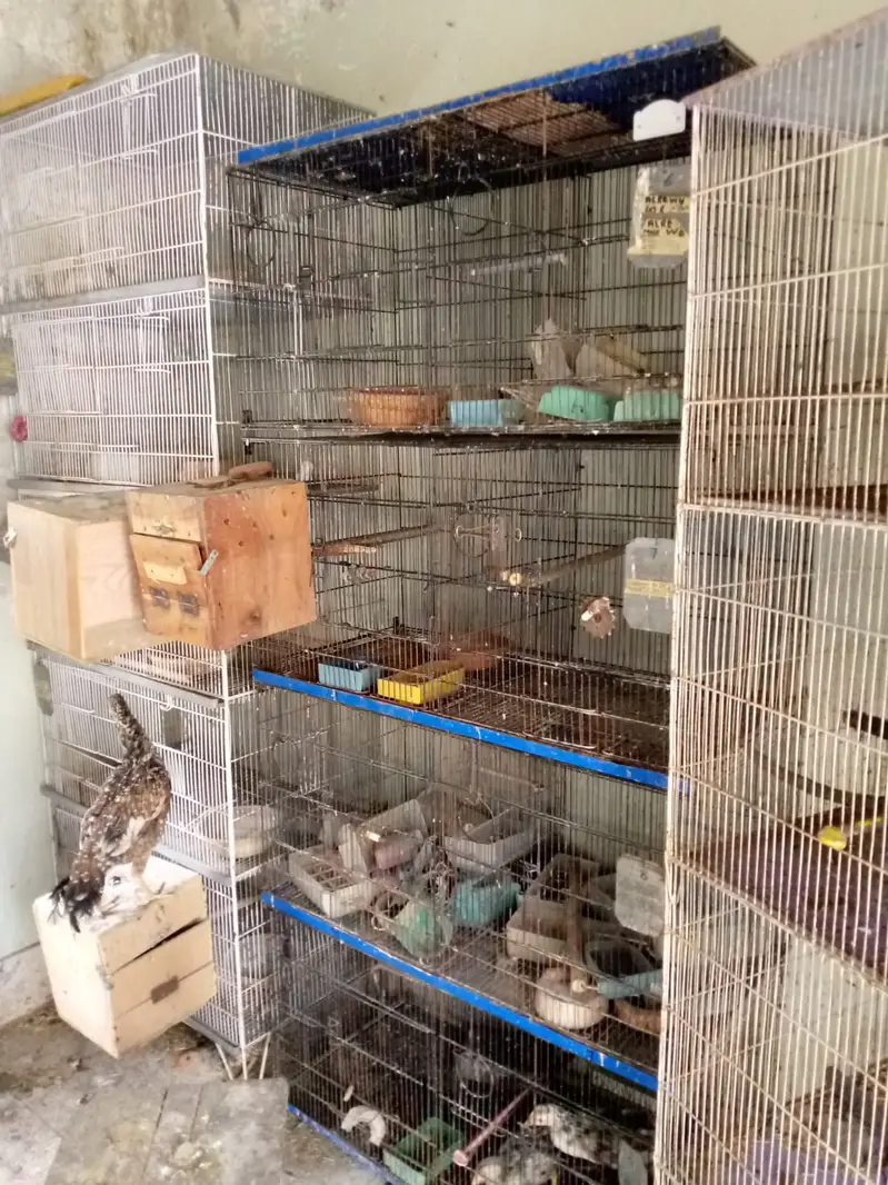 aseel hens — photo 12
