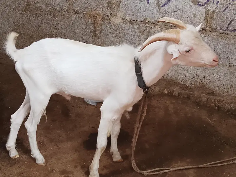 teddy Bakra bakri — photo 2