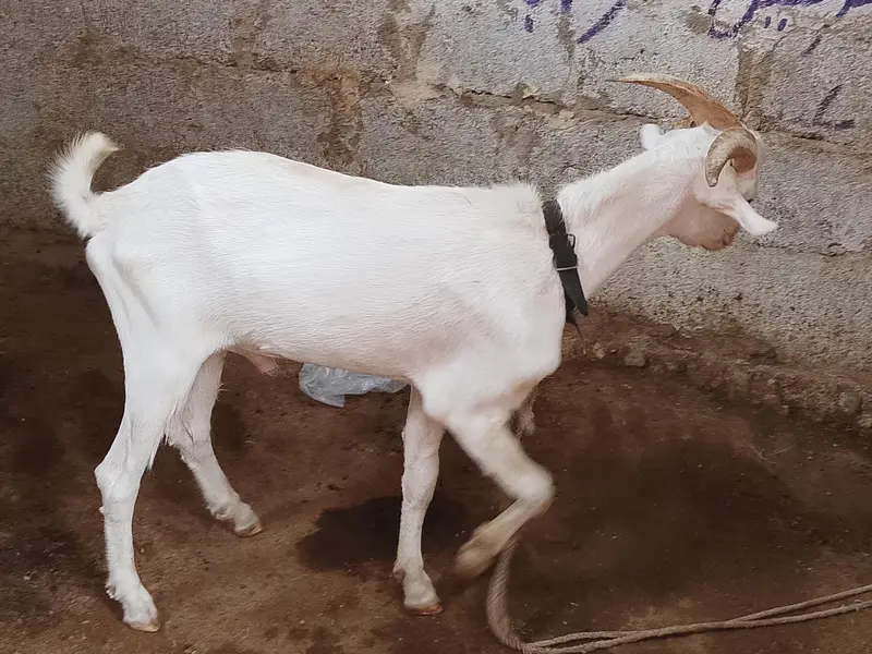teddy Bakra bakri — photo 3