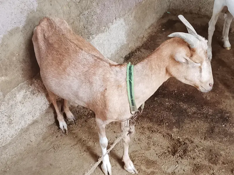 teddy Bakra bakri — photo 5