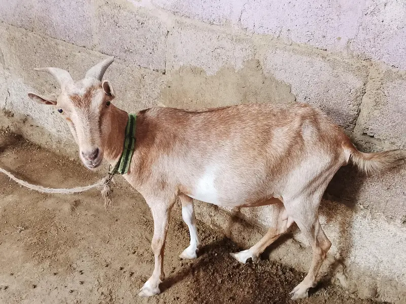 teddy Bakra bakri — photo 6