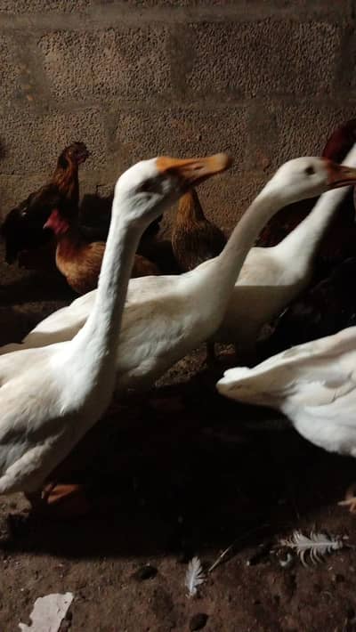long neck duck for sale